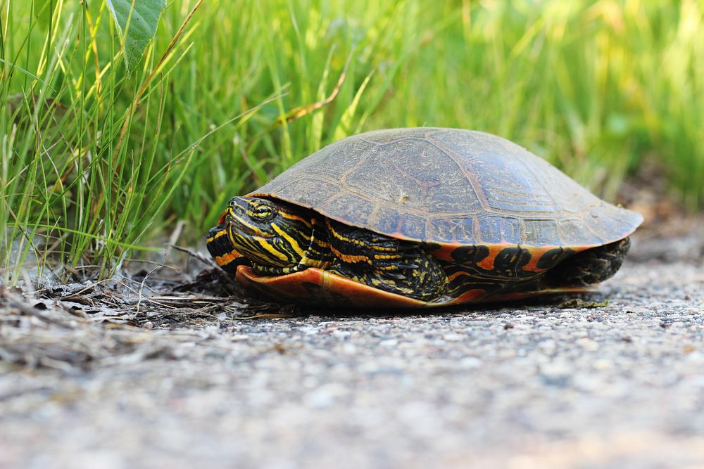 Western Painted Turtle | Free Photo - rawpixel