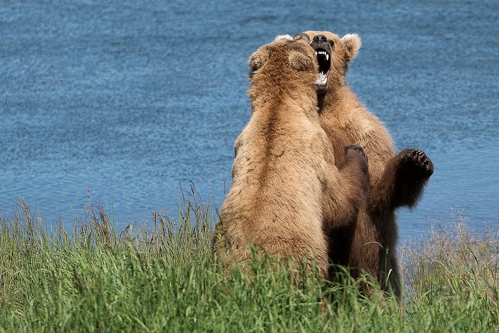 KATM Bears at Play Lower River 7.02.18 NPS Photo:R.
