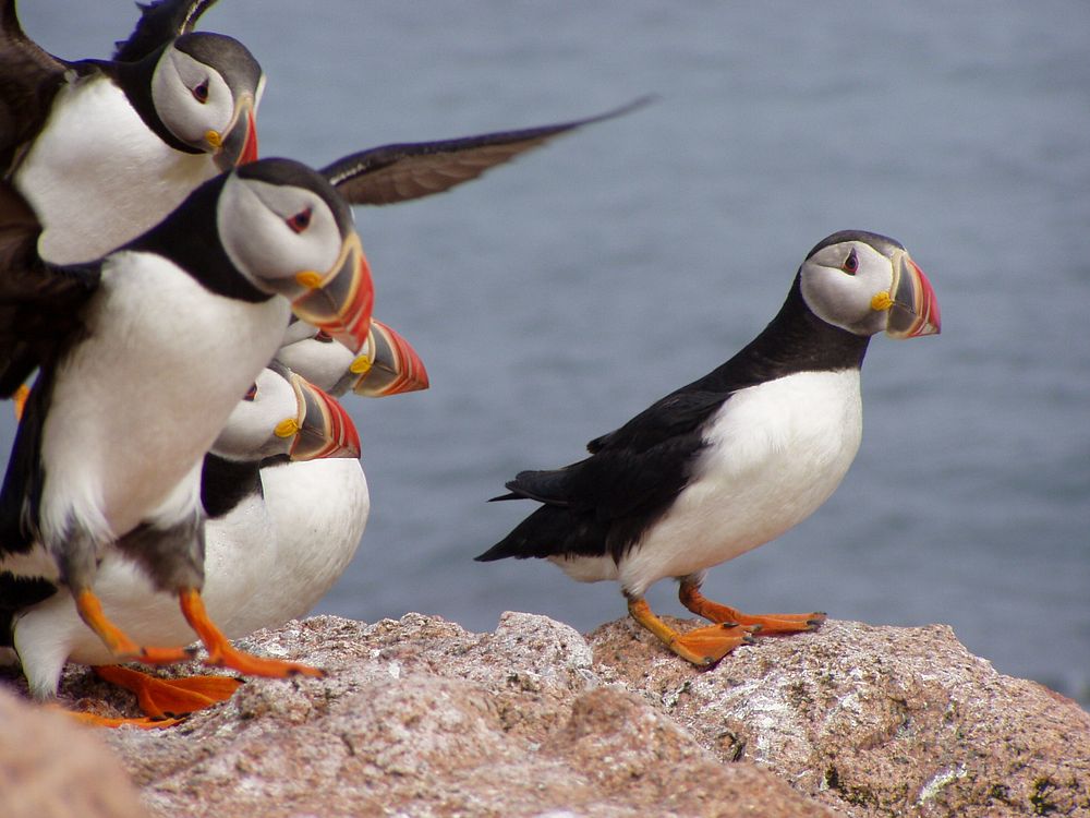 Atlantic puffins. Original public domain image from Flickr