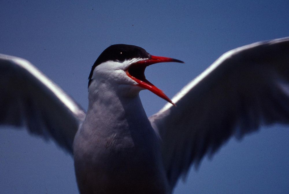 Common tern angry