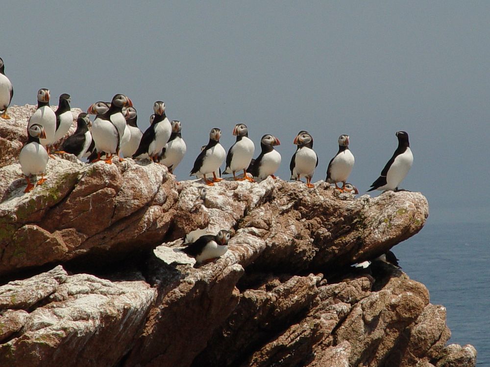 Atlantic puffin lineup led by a Razorbill
