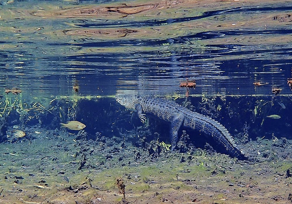 An Alligator at the Alexander Springs Recreation Area, Ocala National Forest, Florida. (Forest Service photo by Kate…