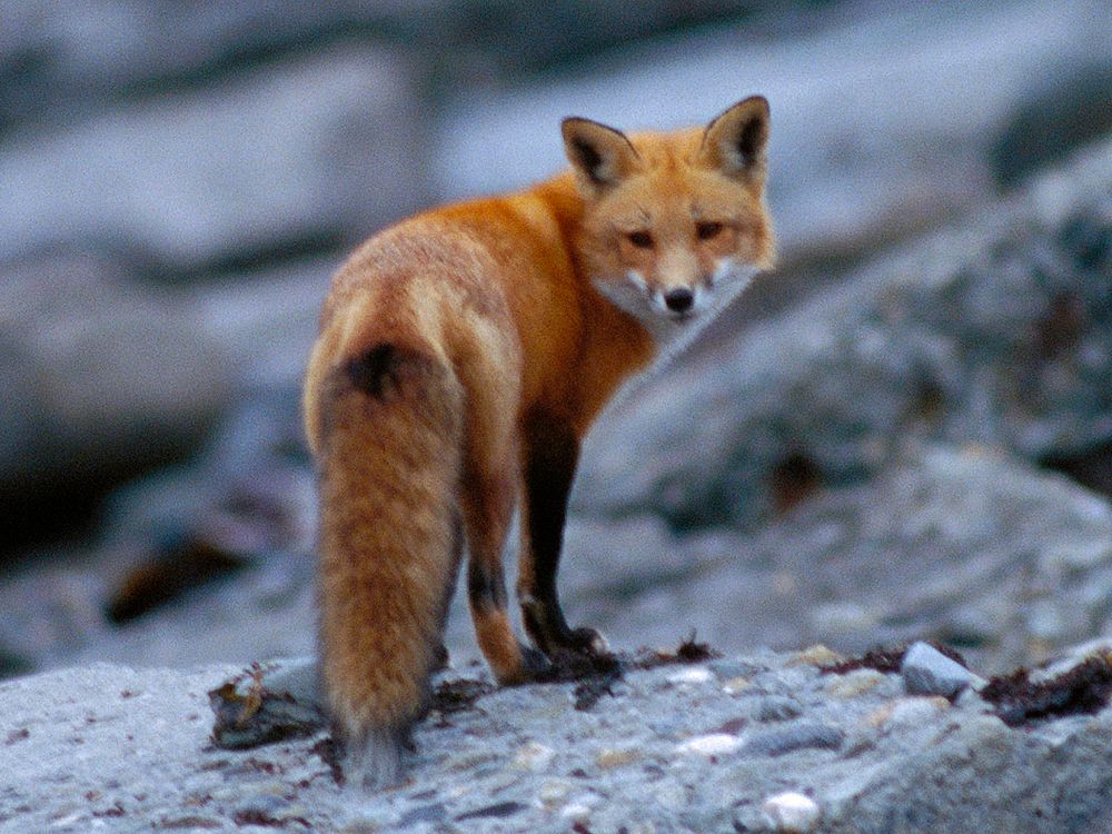 Photo of the Week - Red Fox at Sachuest Point National Wildlife Refuge