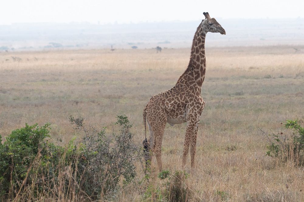 Standing giraffe in Nairobi, Kenya. (Official White House Photo by Andrea Hanks). Original public domain image from Flickr