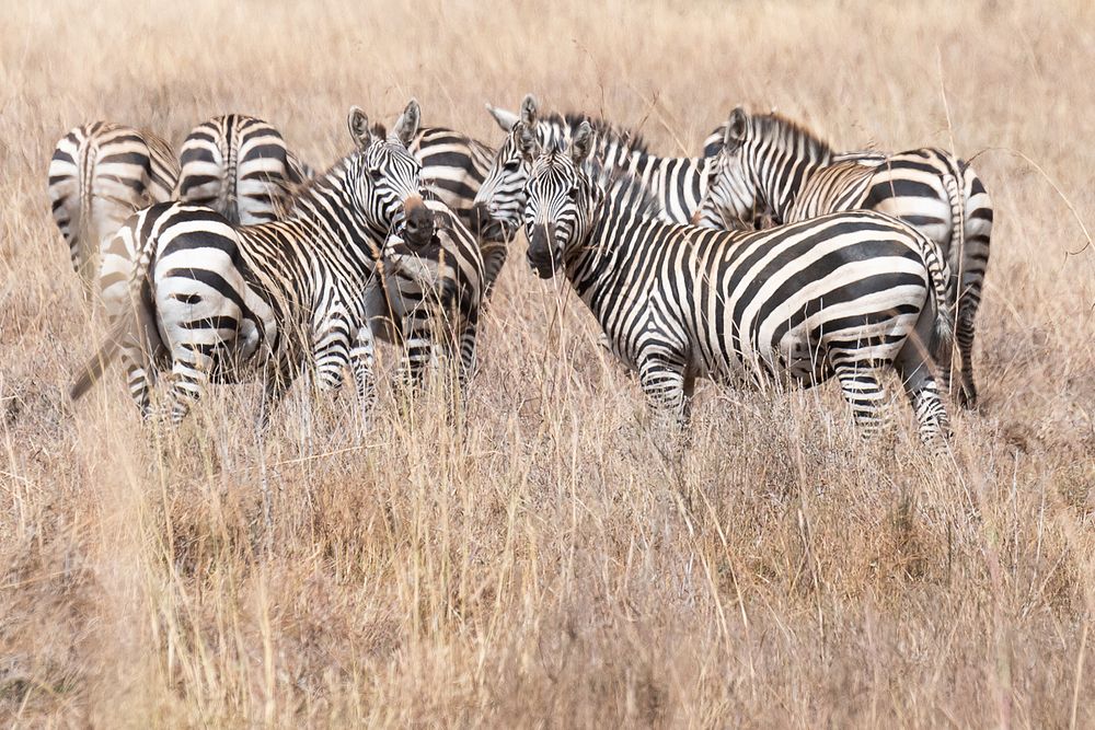 Zebras flock among dried grass. Original public domain image from Flickr