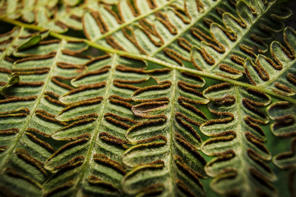 Bracken fern leaf, nature background, close up design