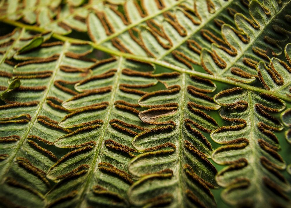 Bracken fern leaf, nature background, close up design