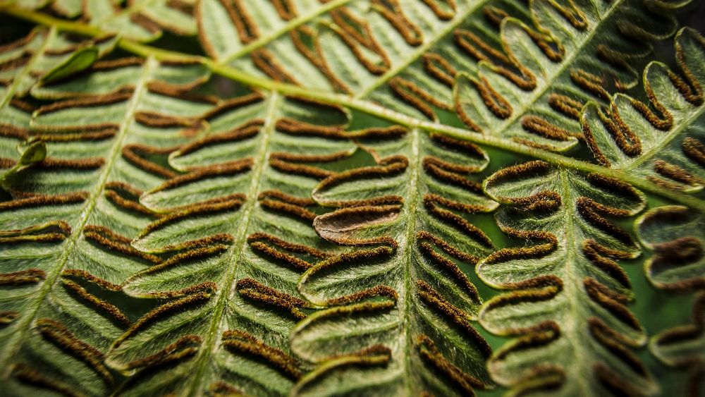 Bracken fern texture desktop wallpaper, nature high definition background