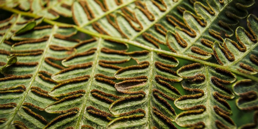 Bracken fern leaf, Facebook cover design for social media