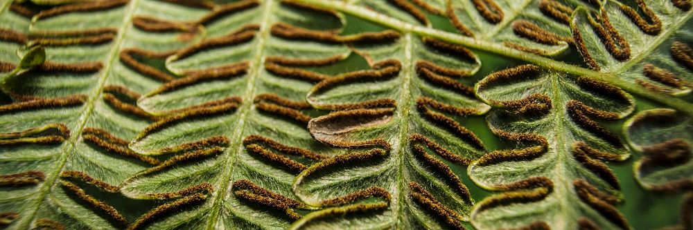 Bracken fern leaf texture, twitter header background, social media design