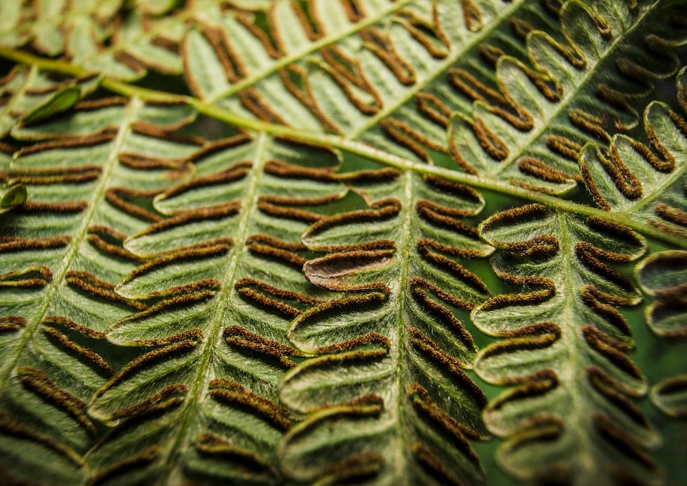 Leaf texture, bracken fern background