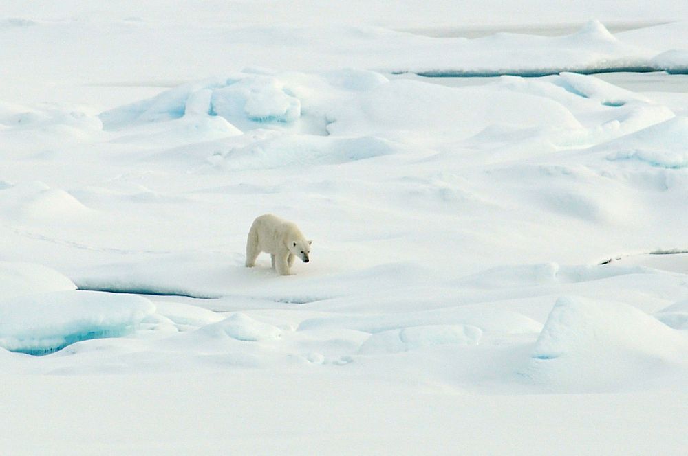 Polar bear walks on the Arctic Ocean ice. Original public domain image from Flickr