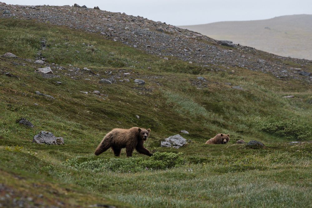 Brown Bears, Katmai Preserve NPS Photo/Russ Taylor