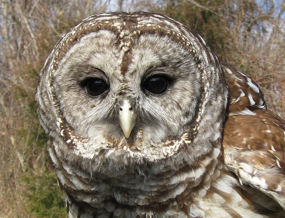 Barred Owl, bird image. Free public domain CC0 photo.