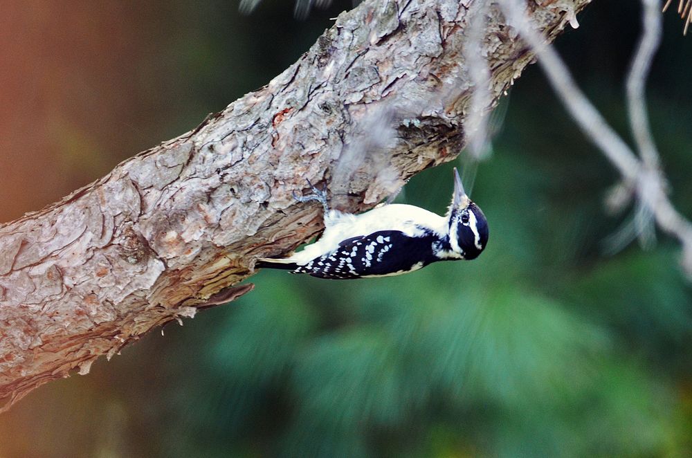 Hairy WoodpeckerA hairy woodpecker feeds on standing dead tree in the late summer.Photo by Tina Shaw/USFWS. Original public…