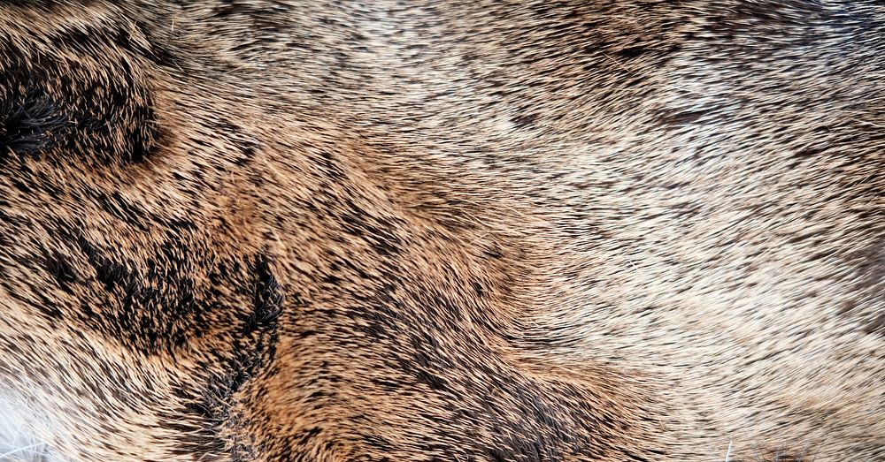 Brown animal fur texture,  close up background