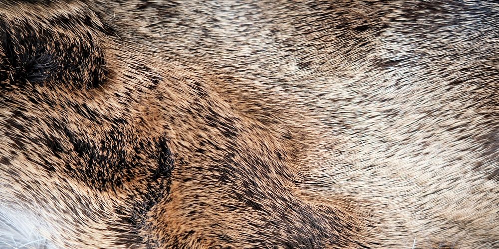 Animal fur  texture, Facebook cover design for social media