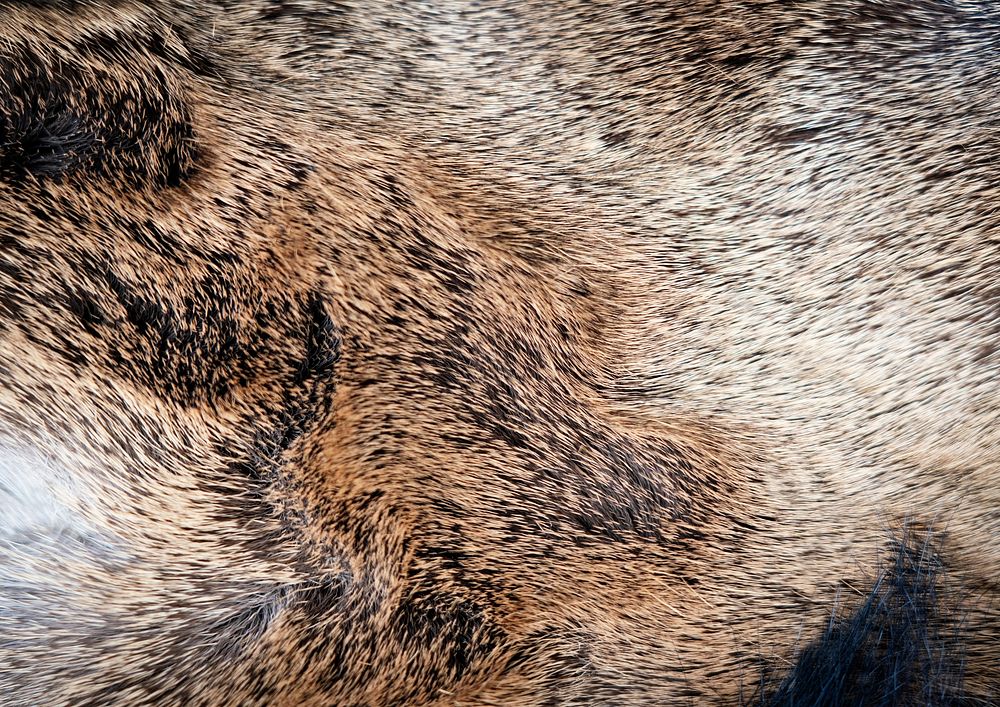 Brown animal fur texture,  close up background