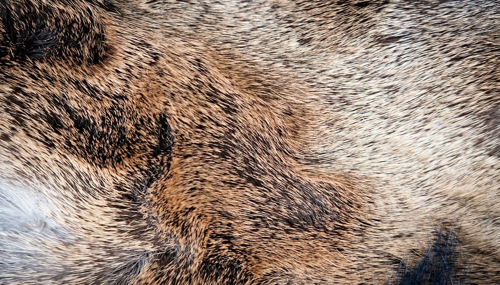 Animal fur  texture computer wallpaper, high definition background