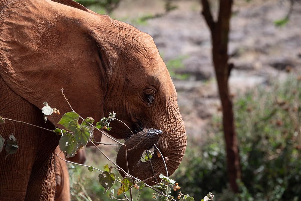 Baby elephant at the Sheldrick Elephant Orphanage in Nairobi, Kenya. Original public domain image from Flickr