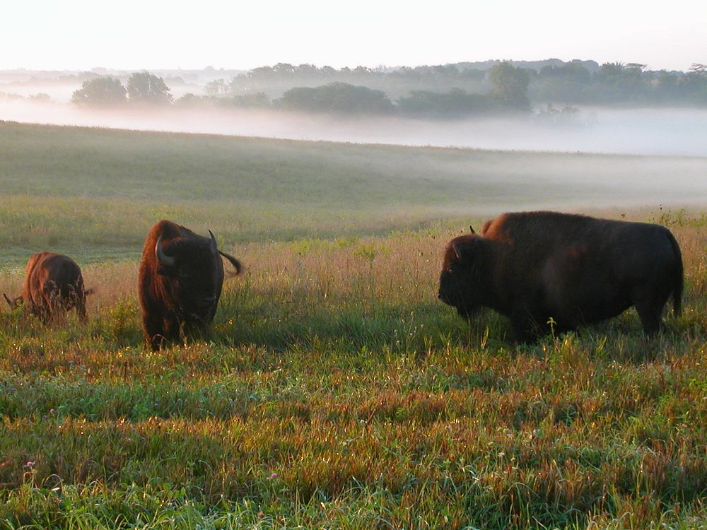 Bison roam the fields at Neal Smith National Wildlife Refuge2nd place in the 2009 photo contest for the Animals category.…