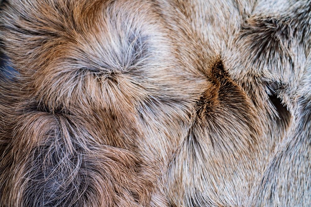 Animal fur texture, close up background