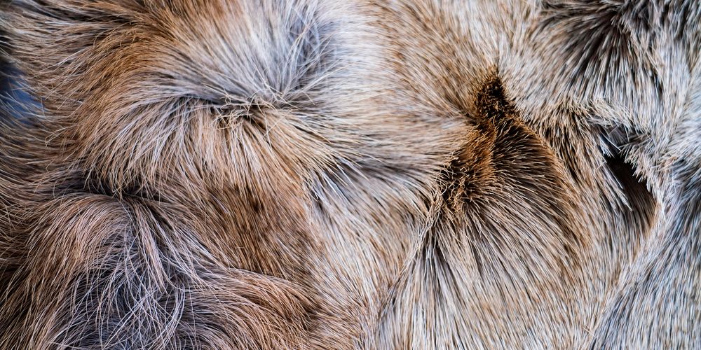 Animal fur texture background for Facebook cover and social media banner