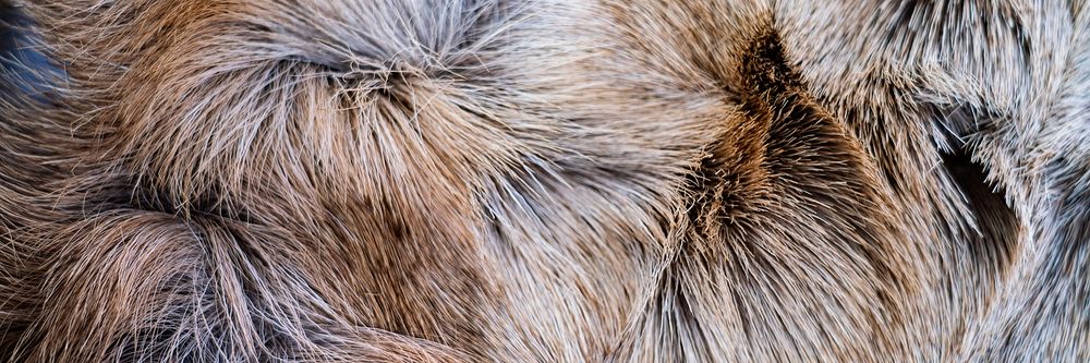 Animal fur texture background, twitter header design
