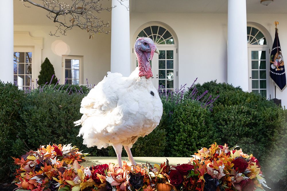 National Thanksgiving Turkey, prepares to be pardoned. Original public domain image from Flickr