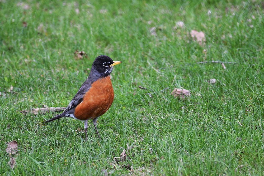 American robinAn American robin on a lawn.Photo by Courtney Celley/USFWS. Original public domain image from Flickr