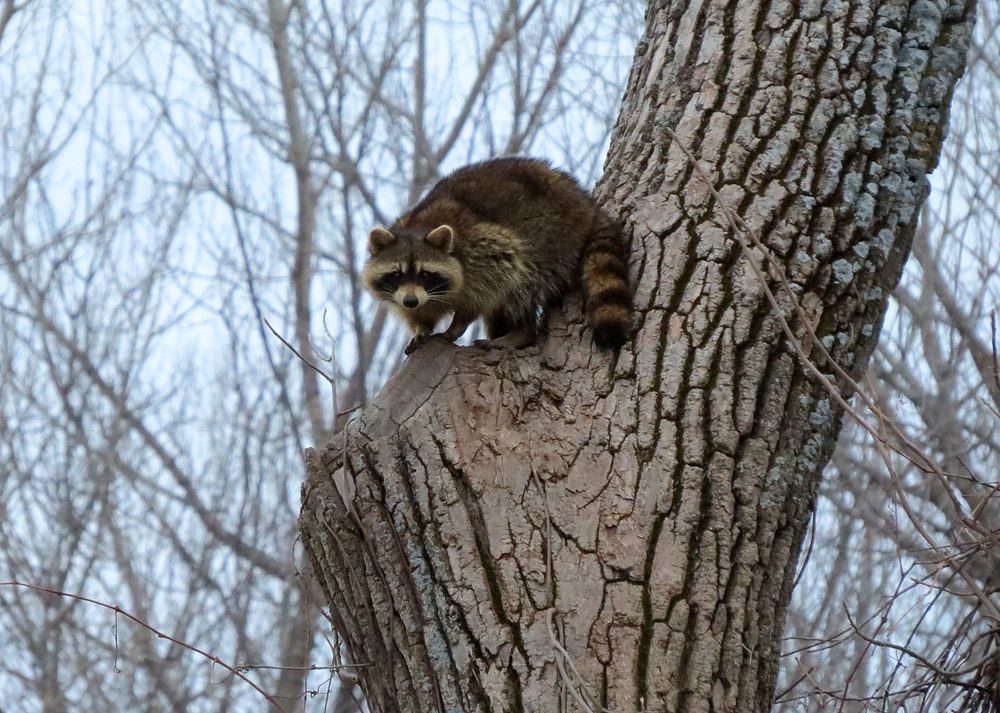 Raccoon in a treeWe spotted this raccoon at Port Louisa National Wildlife Refuge in Iowa. Shortly after, it disappeared into…