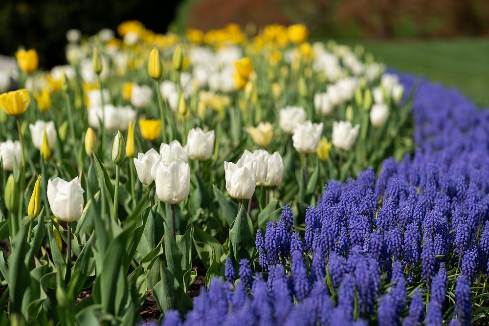 Spring at the White HouseTulips and grape hyacinths are seen in bloom, Tuesday, April 8, 2019 surrounding the fountain on…