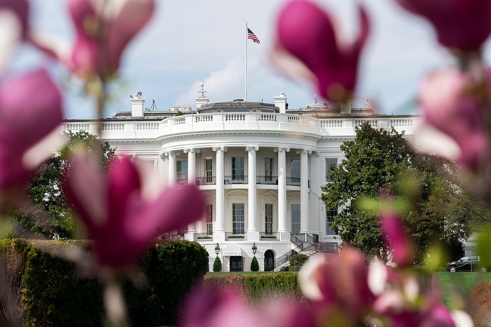 Spring at the White HouseMagnolia trees are seen in bloom Tuesday, April 8, 2019 on the South Lawn of the White House.…