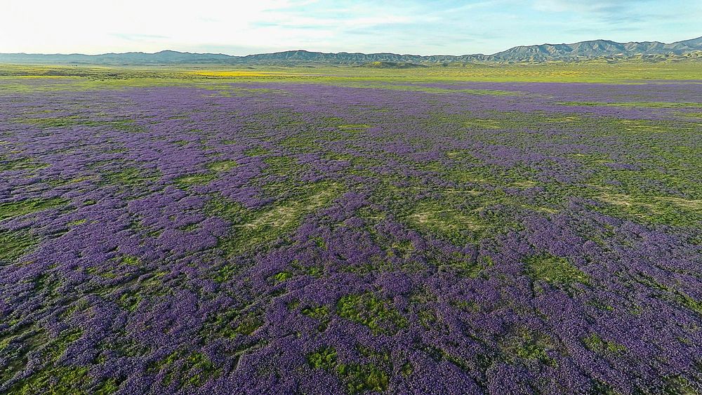 The flowers are currently blooming throughout the Carrizo Plain National Monument and the bloom should continue for a short…