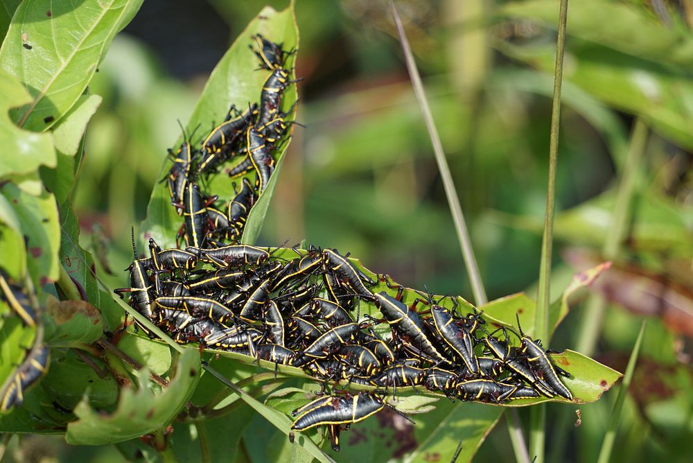 Juvenile Eastern Lubber Grasshoppers