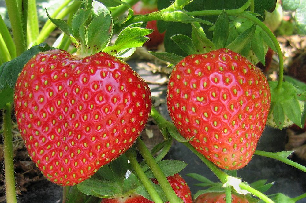 ARS ‘Flavorfest’ strawberry variety. Original public domain image from Flickr