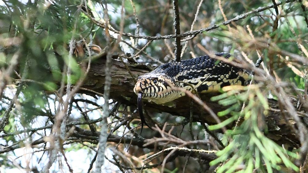 Bull SnakePhoto by Grayson Smith/USFWS. Original public domain image from Flickr