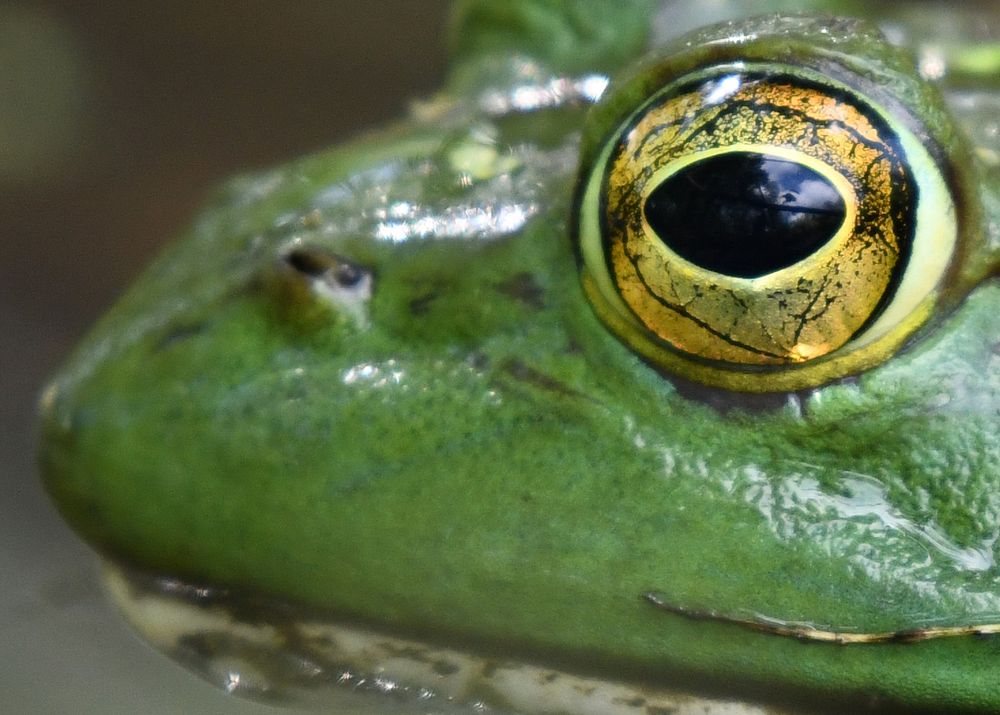 American Bullfrog. Original public domain image from Flickr