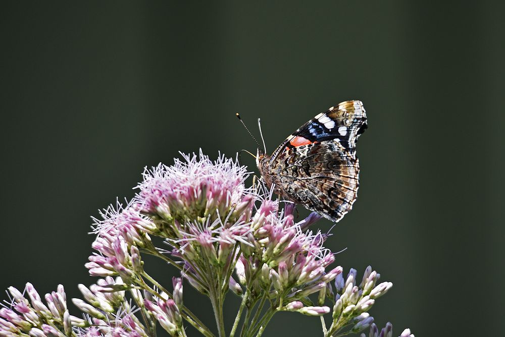 Painted Lady on Joe-Pye WeedWe spotted this painted lady butterfly sipping nectar from Joe-Pye weed flowers.Photo by…
