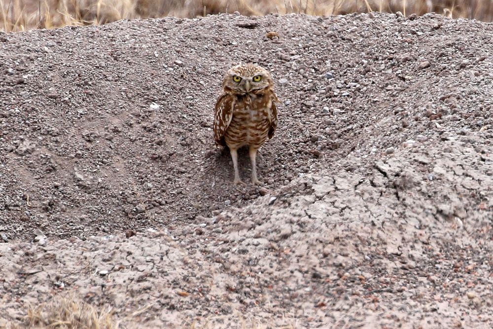 Burrowing owlSmall owl standing in a depression in the ground Credit NPS/Andy Bridges. Original public domain image from…