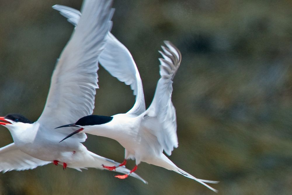 Roseate Tern Chasing a Common Tern