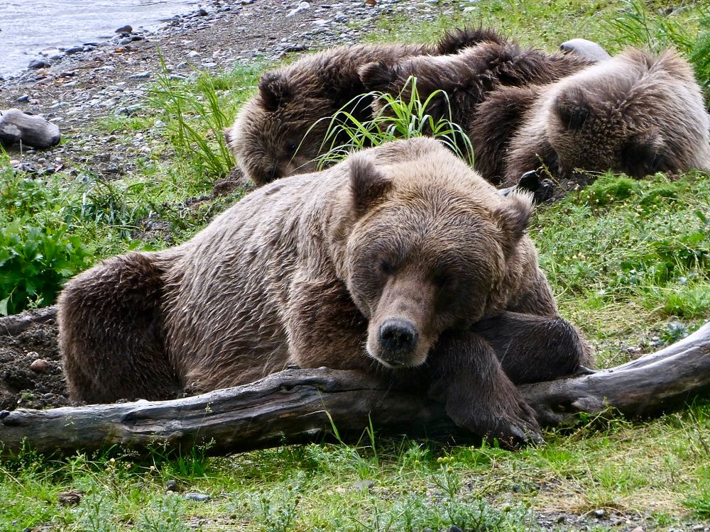 Tired 273 & cubs NPS Photo/ N. Boak. Original public domain image from Flickr