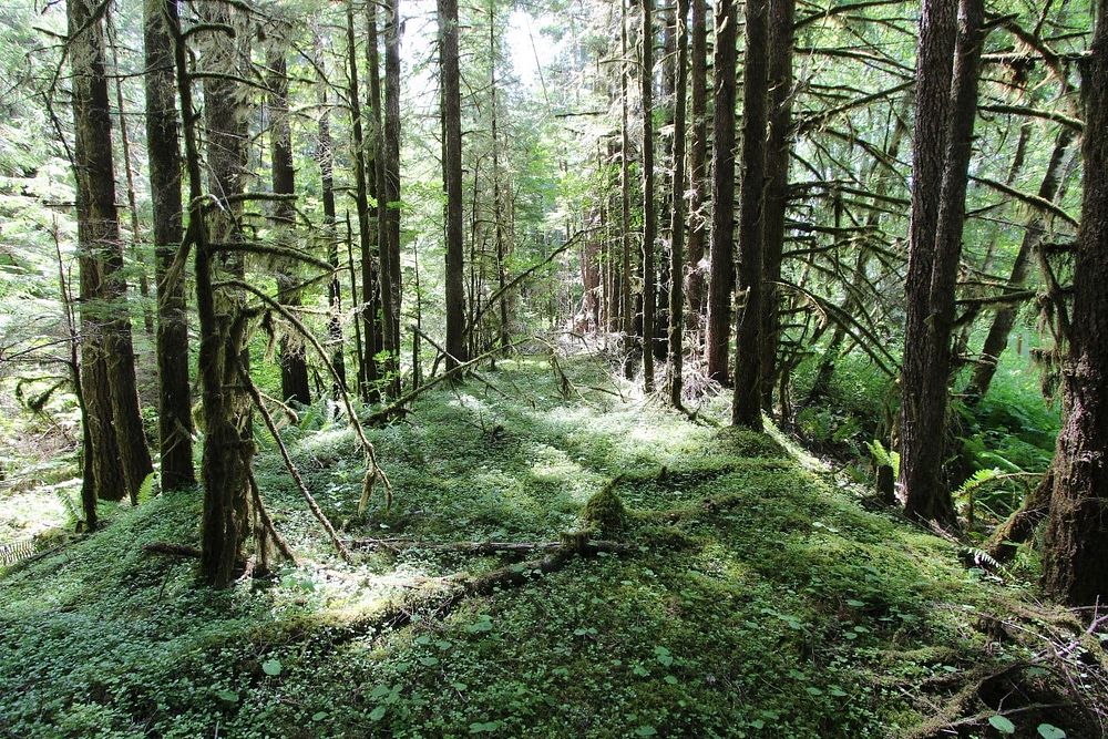 Old logging road is now part of the forest.
