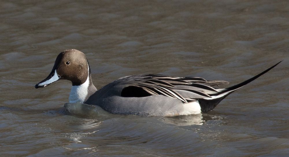 Northern Pin Tail Duck