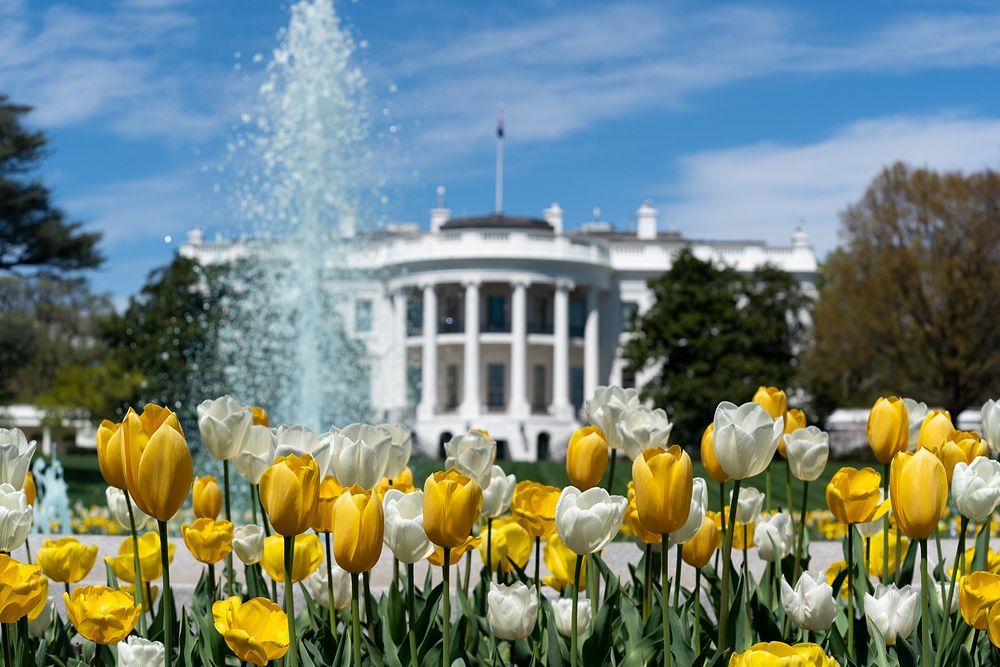 Tulips at the White HouseFlowers decorate the fountain Friday, April 3, 2020, on the South Lawn of the White House.…