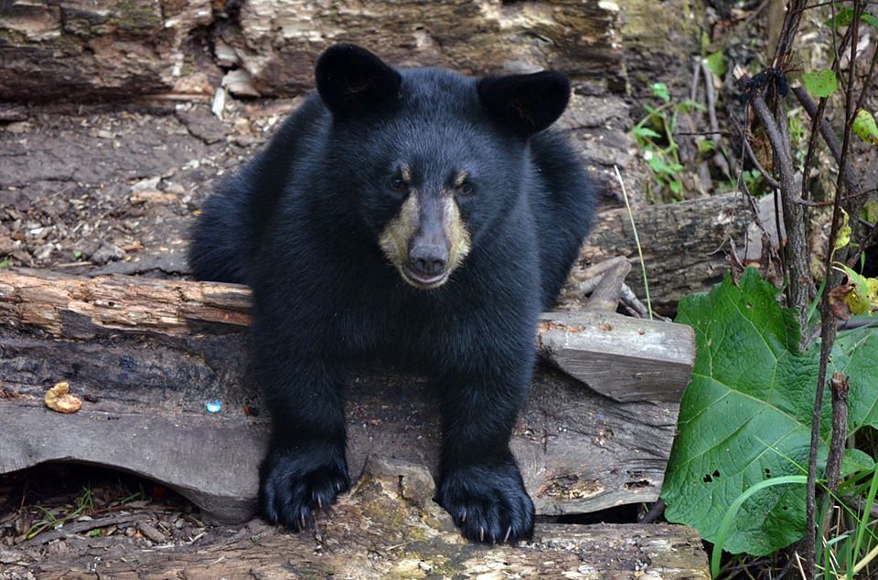 American Black Bear Cub at Assabet River National Wildlife Refuge