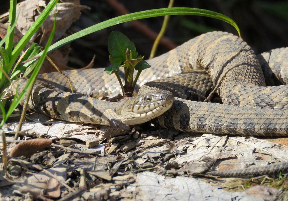 Northern water snakeA northern water snake enjoys the sun at Port Louisa National Wildlife Refuge in Iowa after emerging…