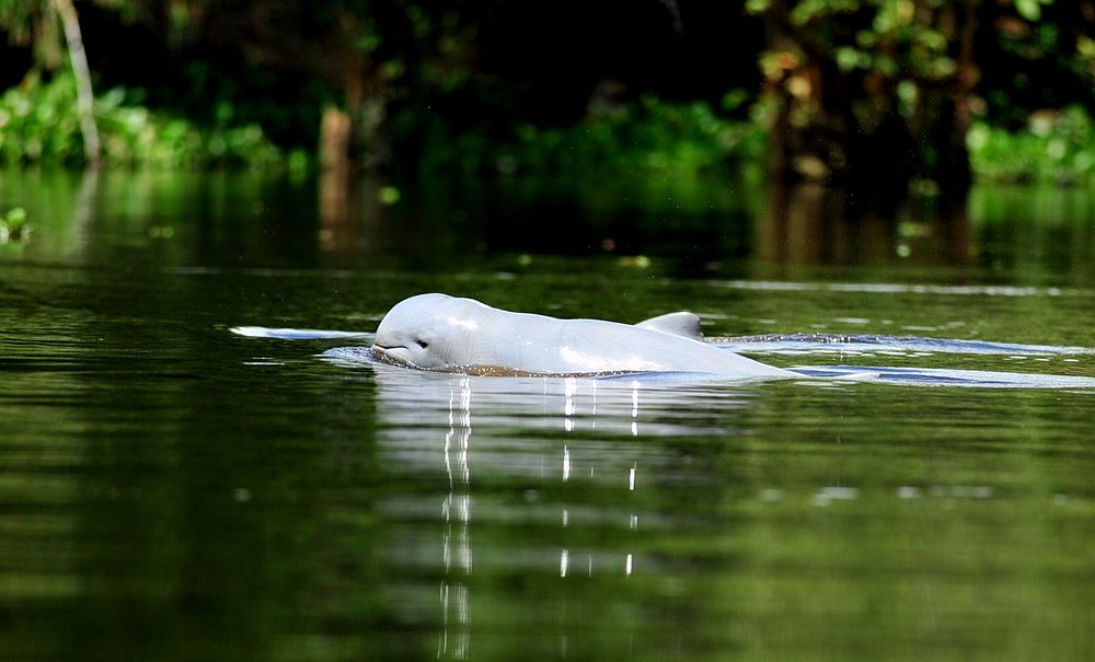 Indo-Pacific finless porpoise. Original public domain image from Flickr