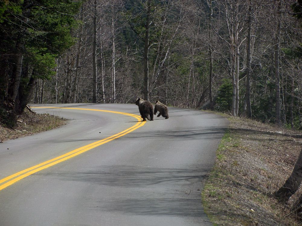 Grizzly sow and cub in the middle of the Going-to-the-Sun Road. Original public domain image from Flickr