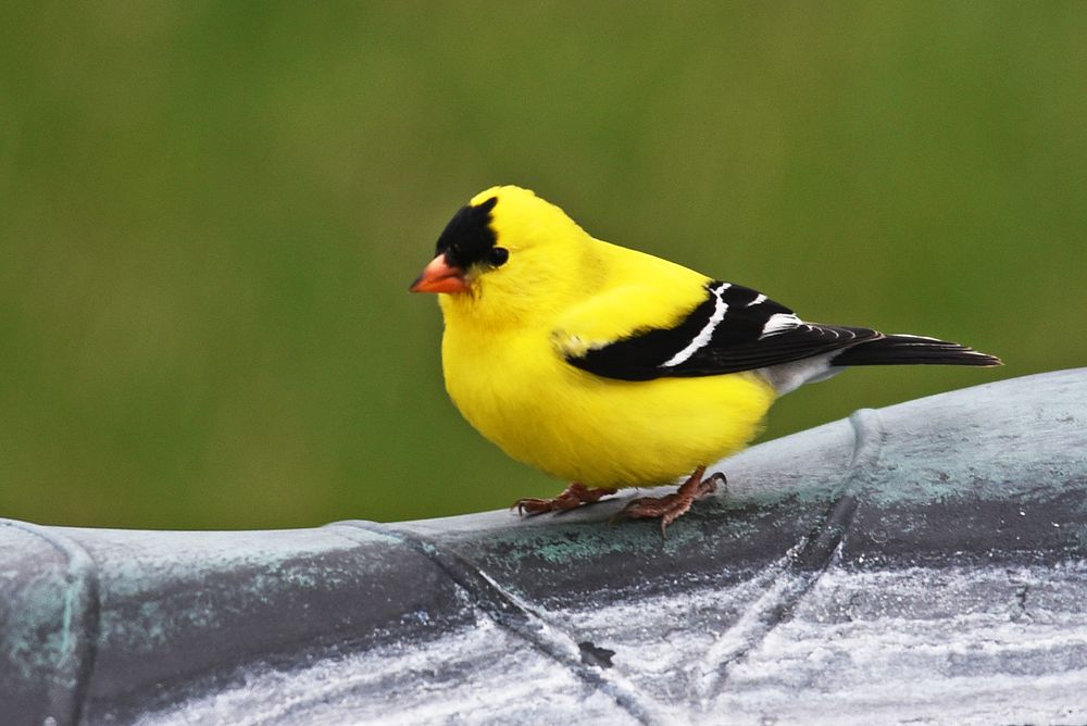 Goldfinch perching on bird bath. Original public domain image from Flickr